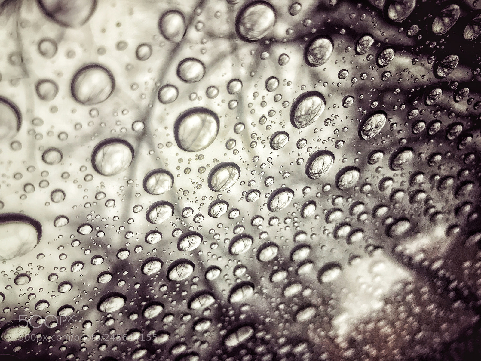 Apple iPhone 7 Plus sample photo. Rain drops photography