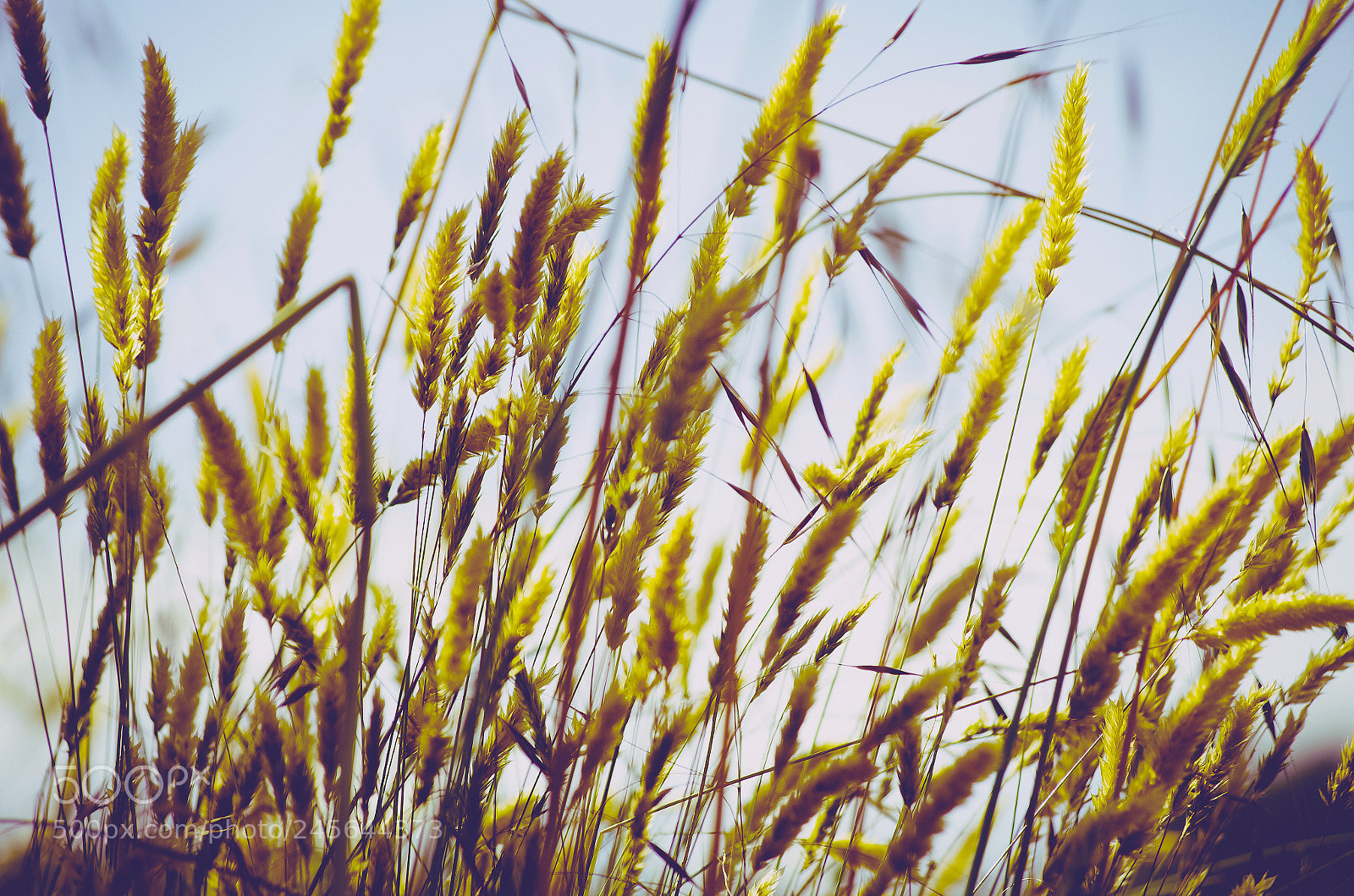 Pentax K-5 sample photo. Finding focus in beauty photography