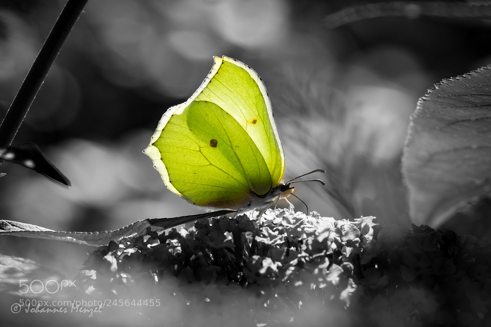 Canon EOS 7D Mark II sample photo. Yellow ii photography