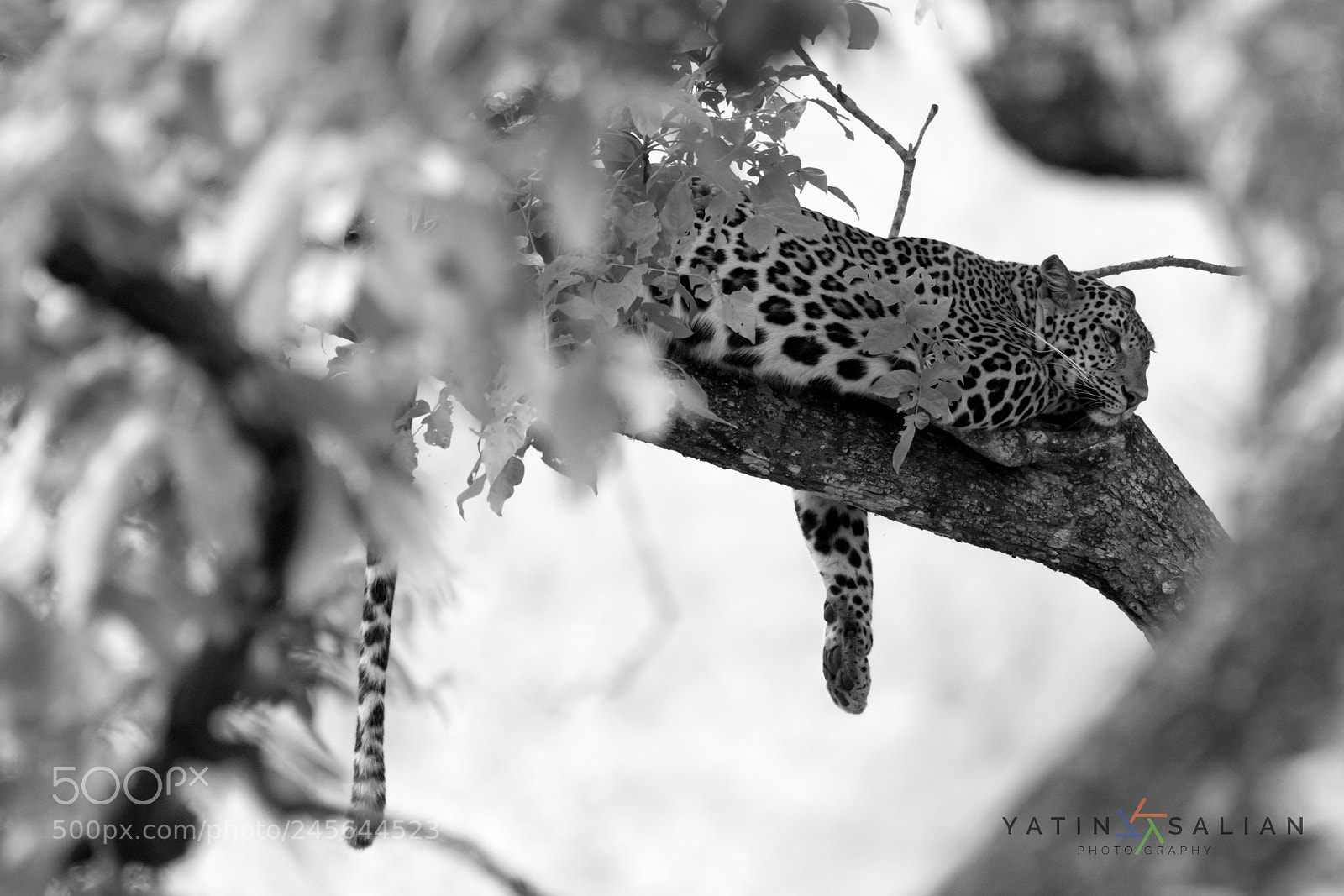 Nikon D7200 sample photo. Sleeping beauty photography