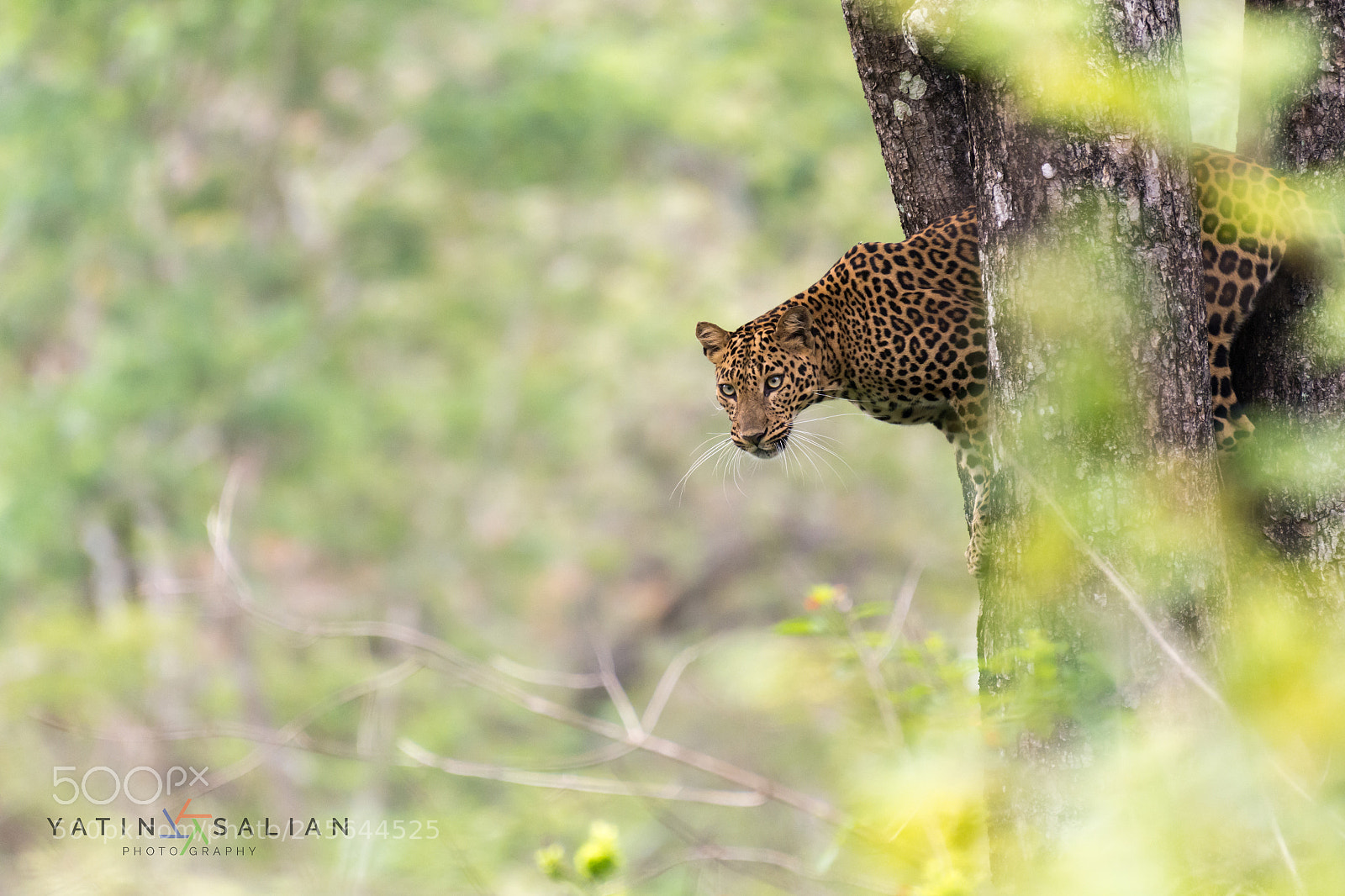Nikon D7200 sample photo. Exploring the territory photography