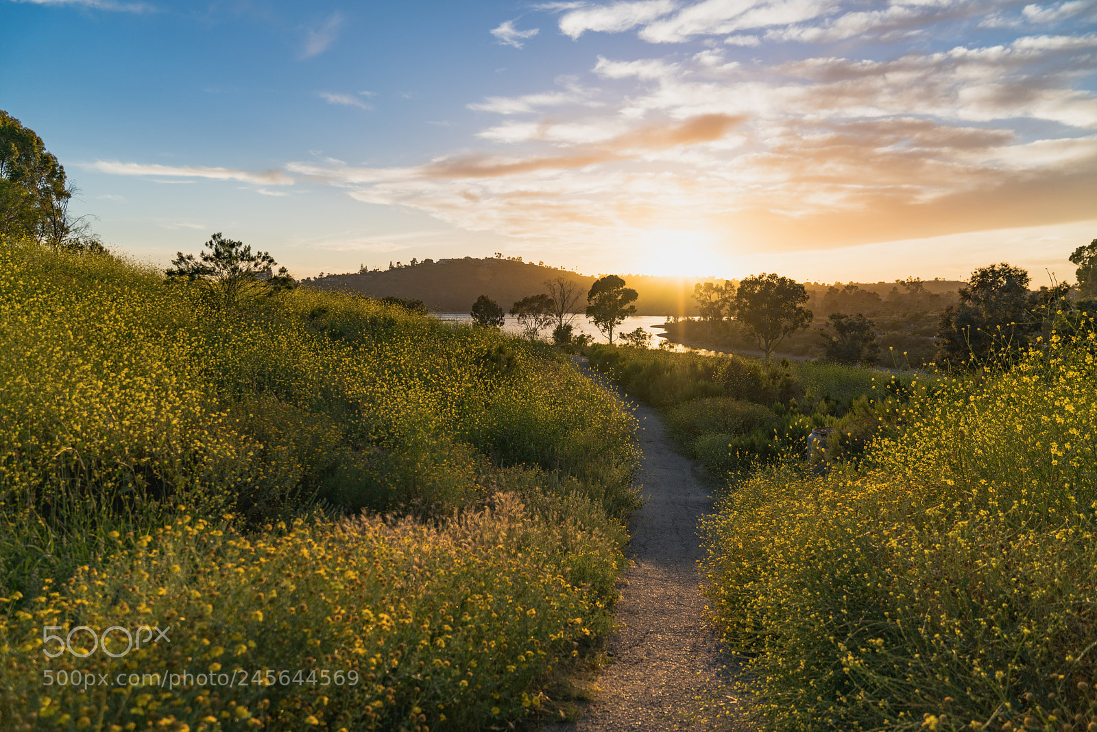 Sony a7R II sample photo. Pathway photography