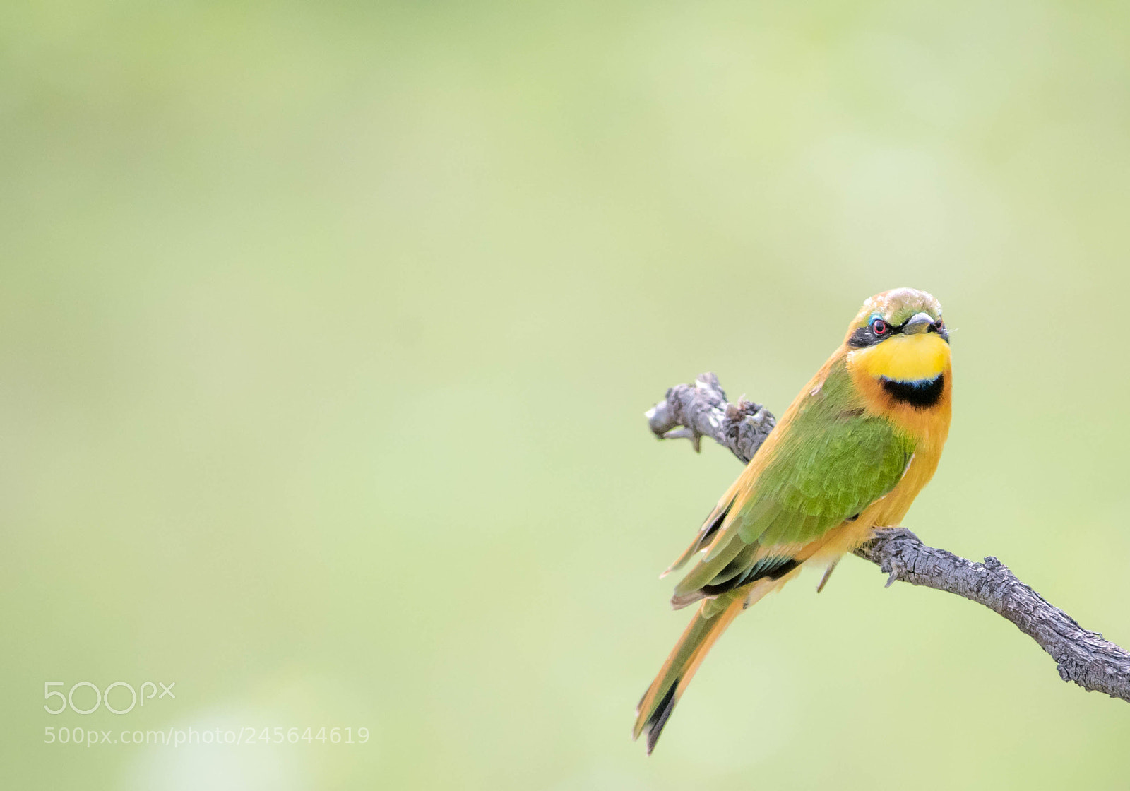 Nikon D810 sample photo. Little bee eater photography