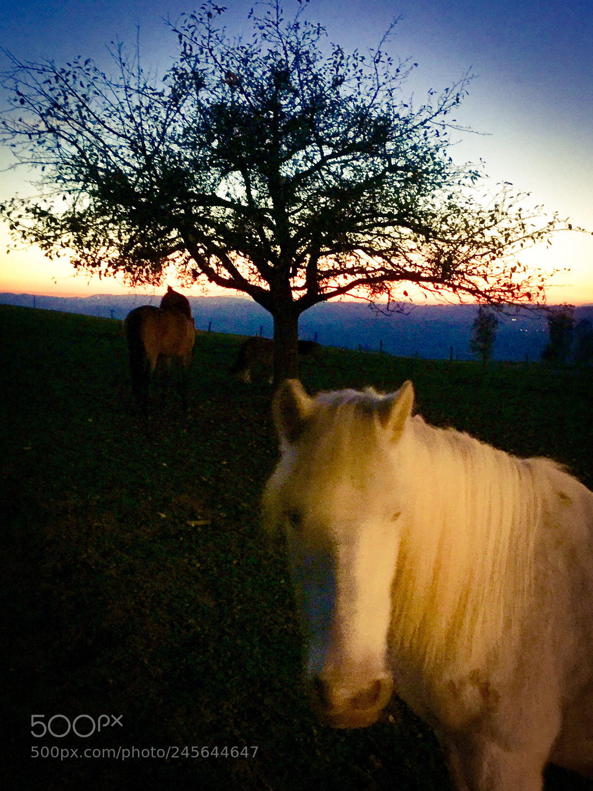 Apple iPhone 6 sample photo. Evening sweetness photography