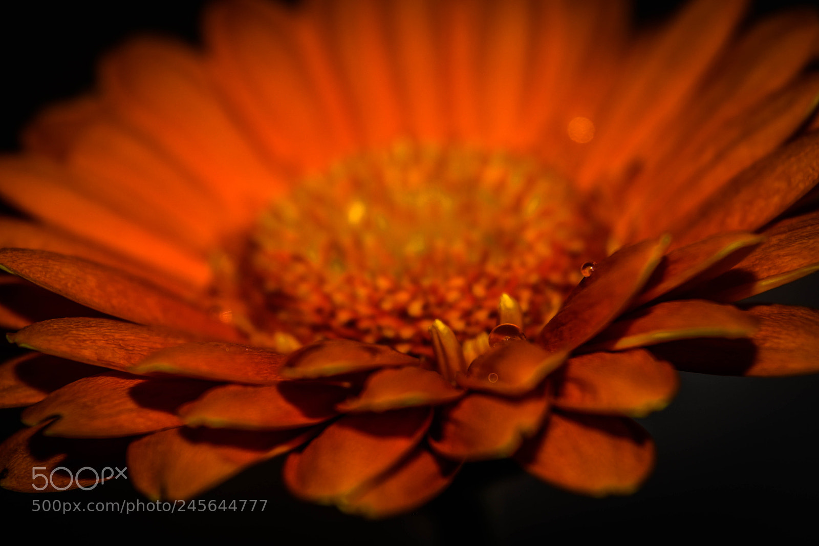 Nikon D5500 sample photo. Orange petals photography