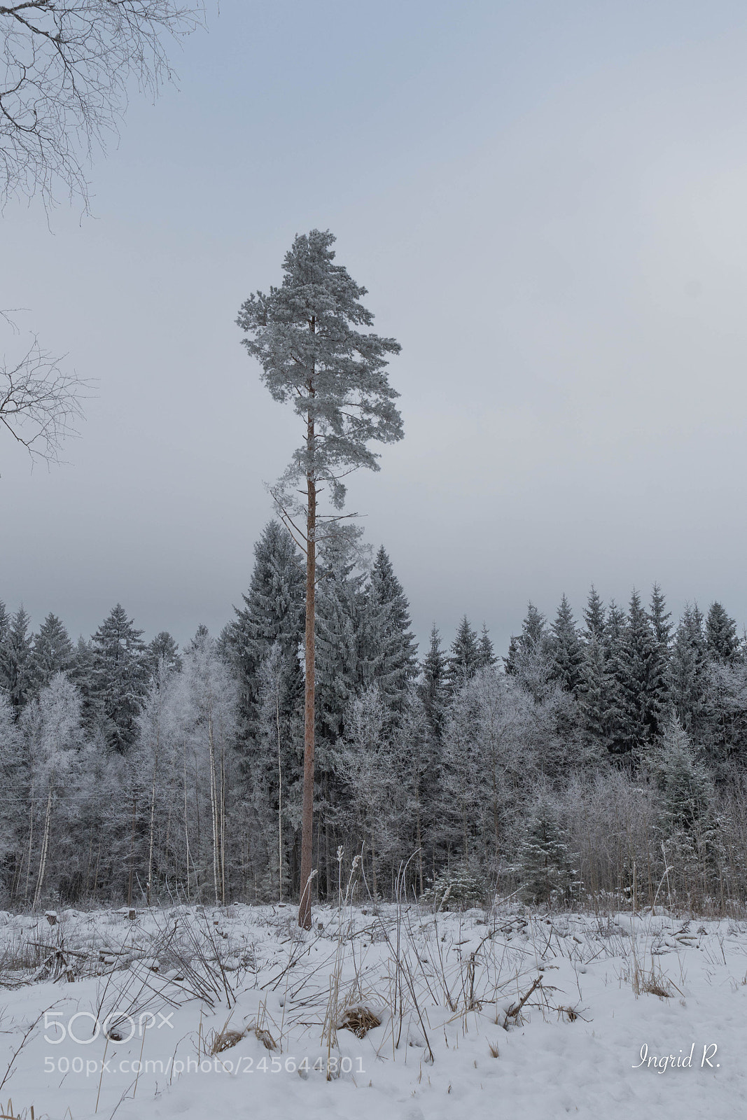 Nikon D7200 sample photo. Winter (of ) photography