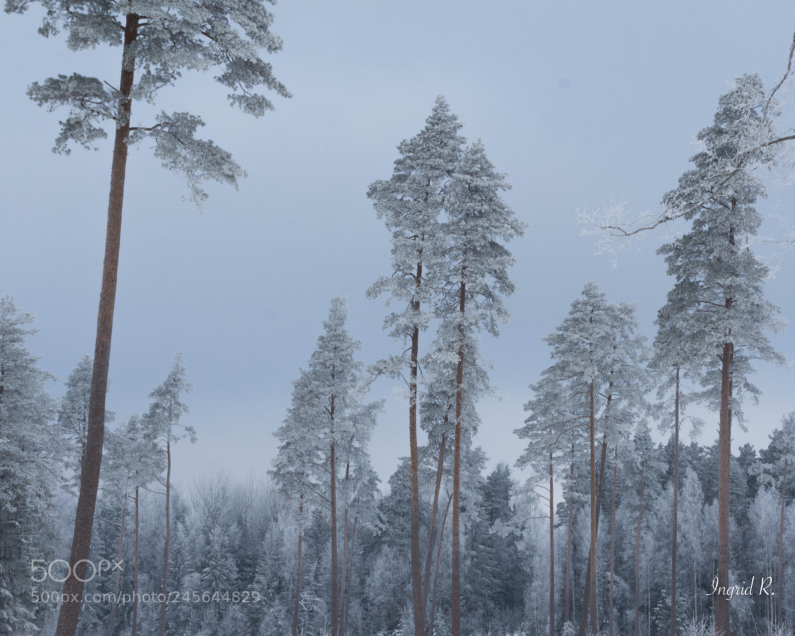 Nikon D7200 sample photo. Winter (of ) photography