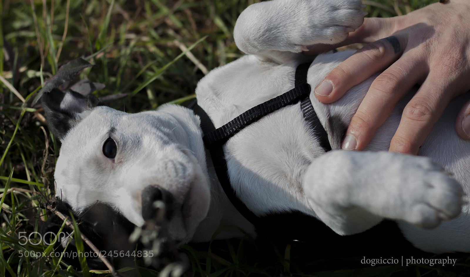 Canon EOS 50D sample photo. Untitled photography