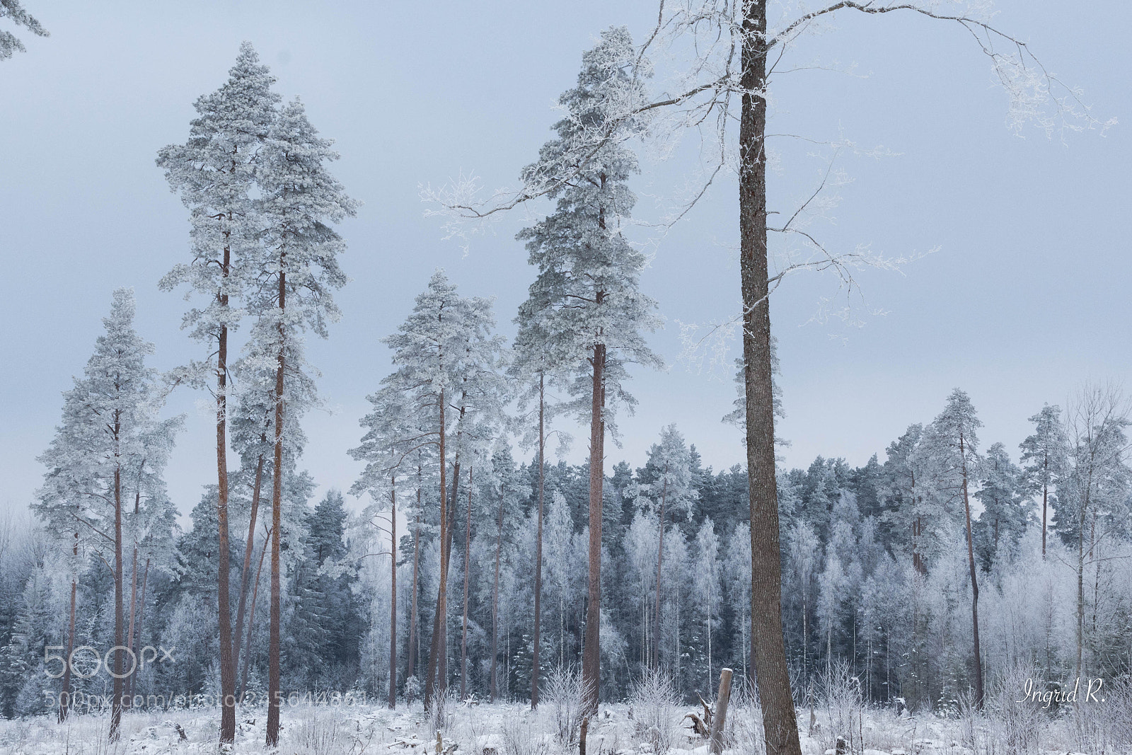 Nikon D7200 sample photo. Winter (of ) photography