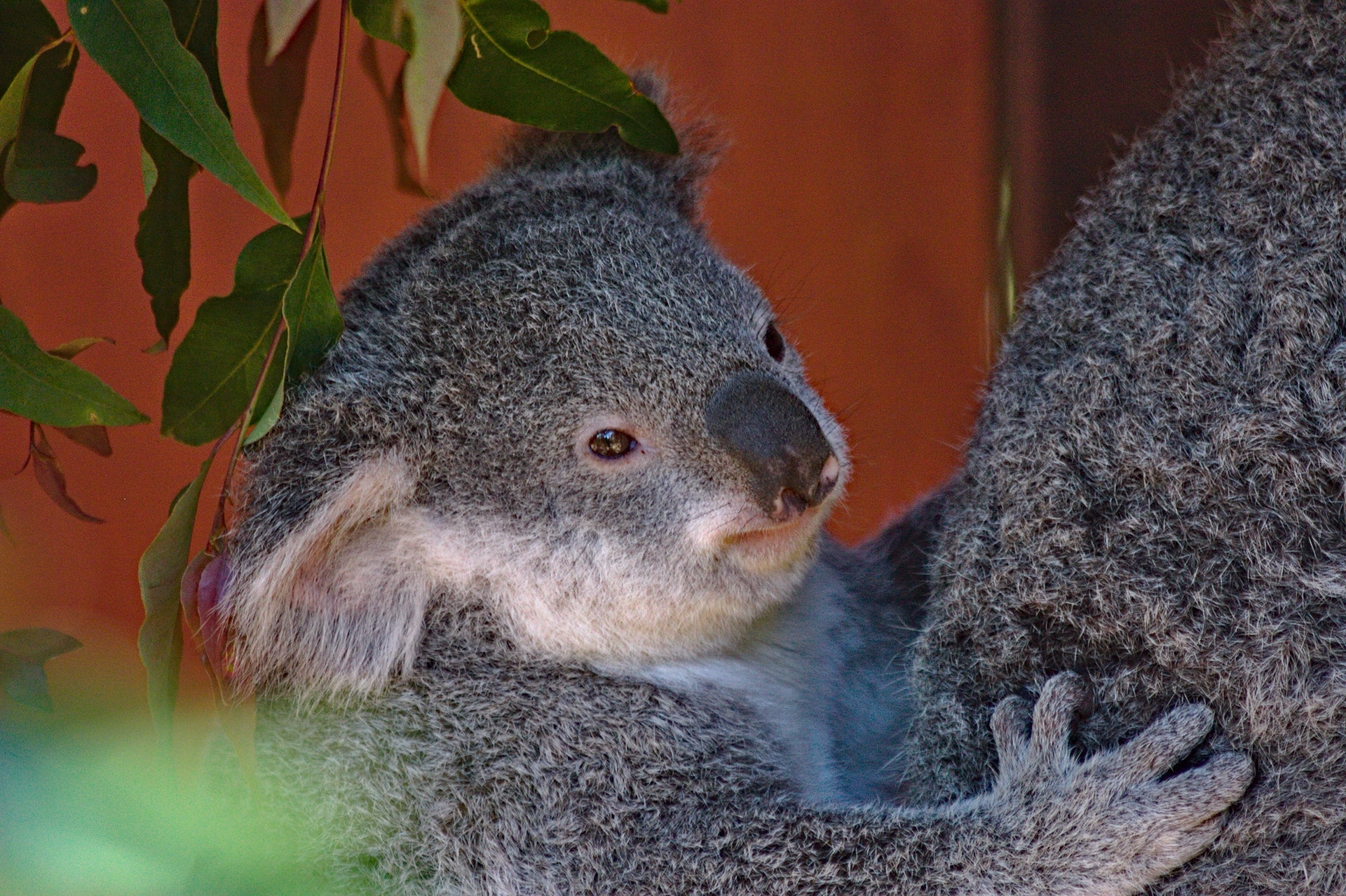 Canon EF 70-300mm F4-5.6 IS USM sample photo. Koala joey photography