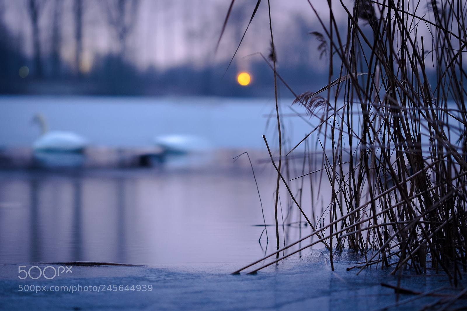 Fujifilm X-E2 sample photo. Swan photography