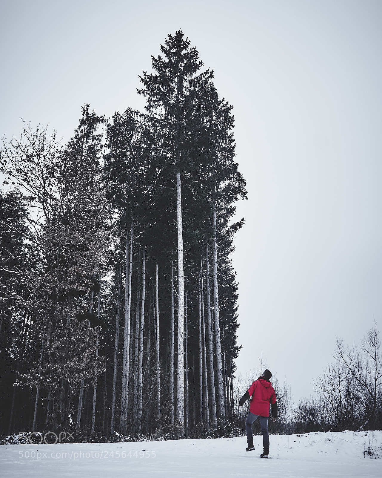 Sony a6500 sample photo. Me and the trees ? photography