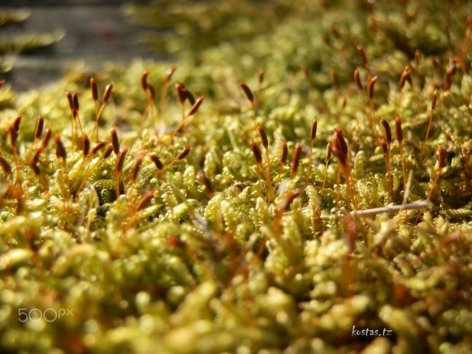 Olympus SZ-10 sample photo. Moss! photography