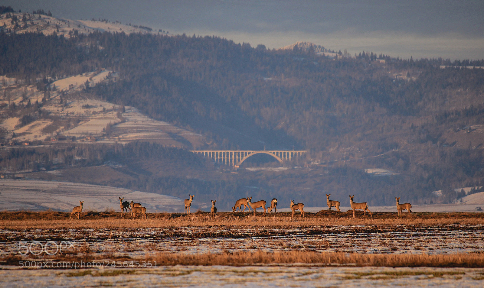 Canon EOS 600D (Rebel EOS T3i / EOS Kiss X5) sample photo. Roe deers photography