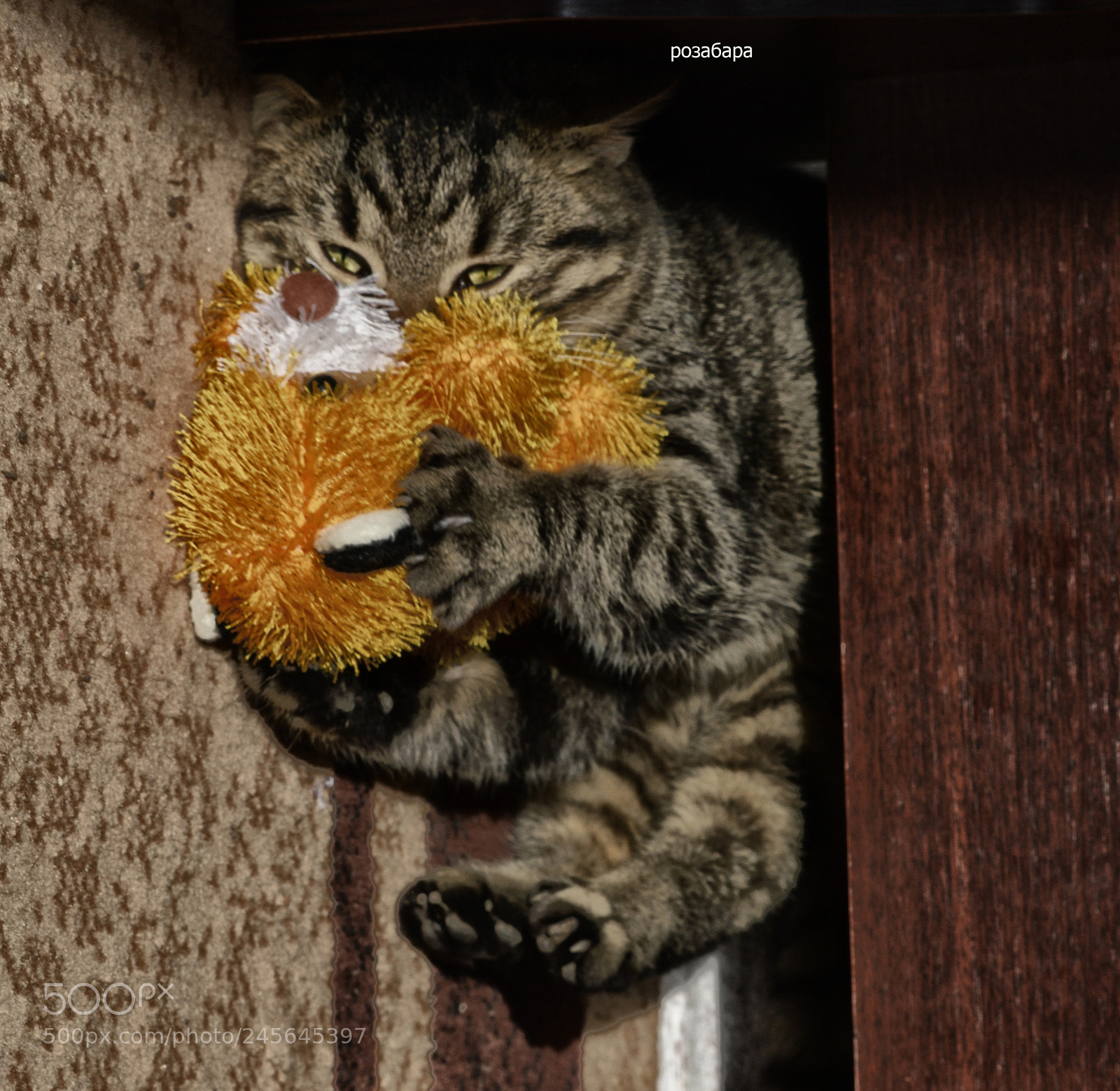 Nikon D3200 sample photo. она моя любовь у нас photography