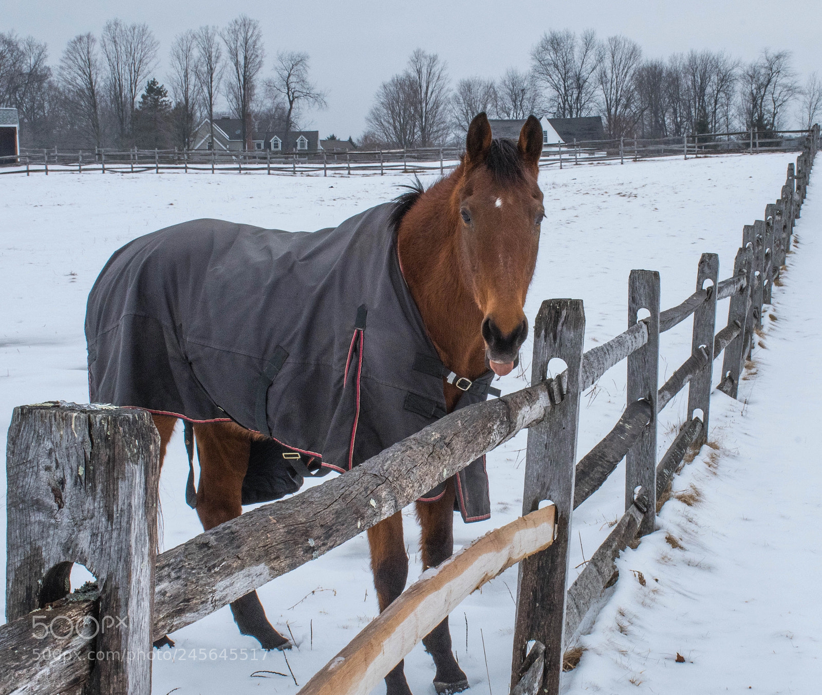 Nikon D7500 sample photo. Tan horse photography