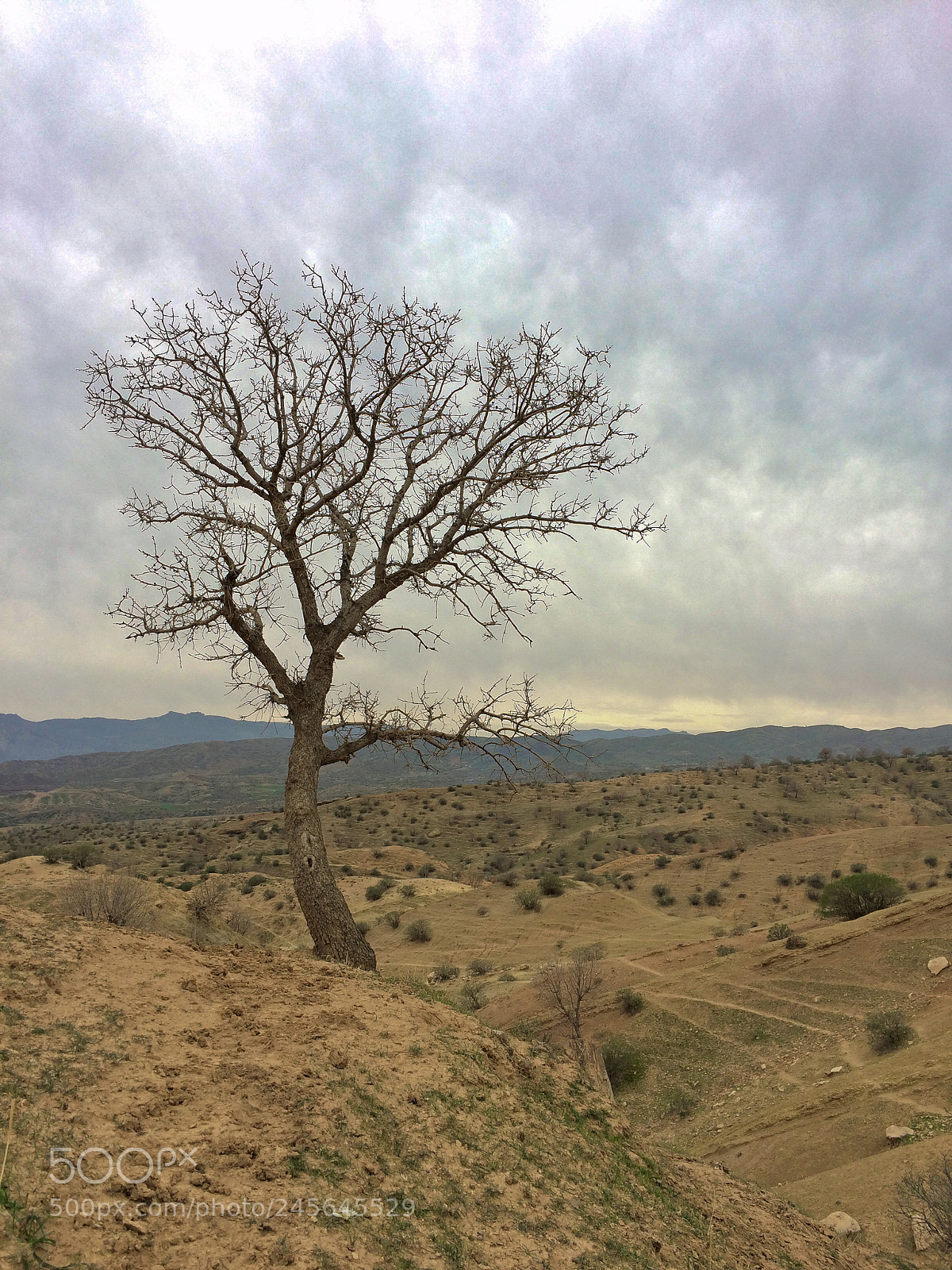 Apple iPhone 5s sample photo. Tree photography