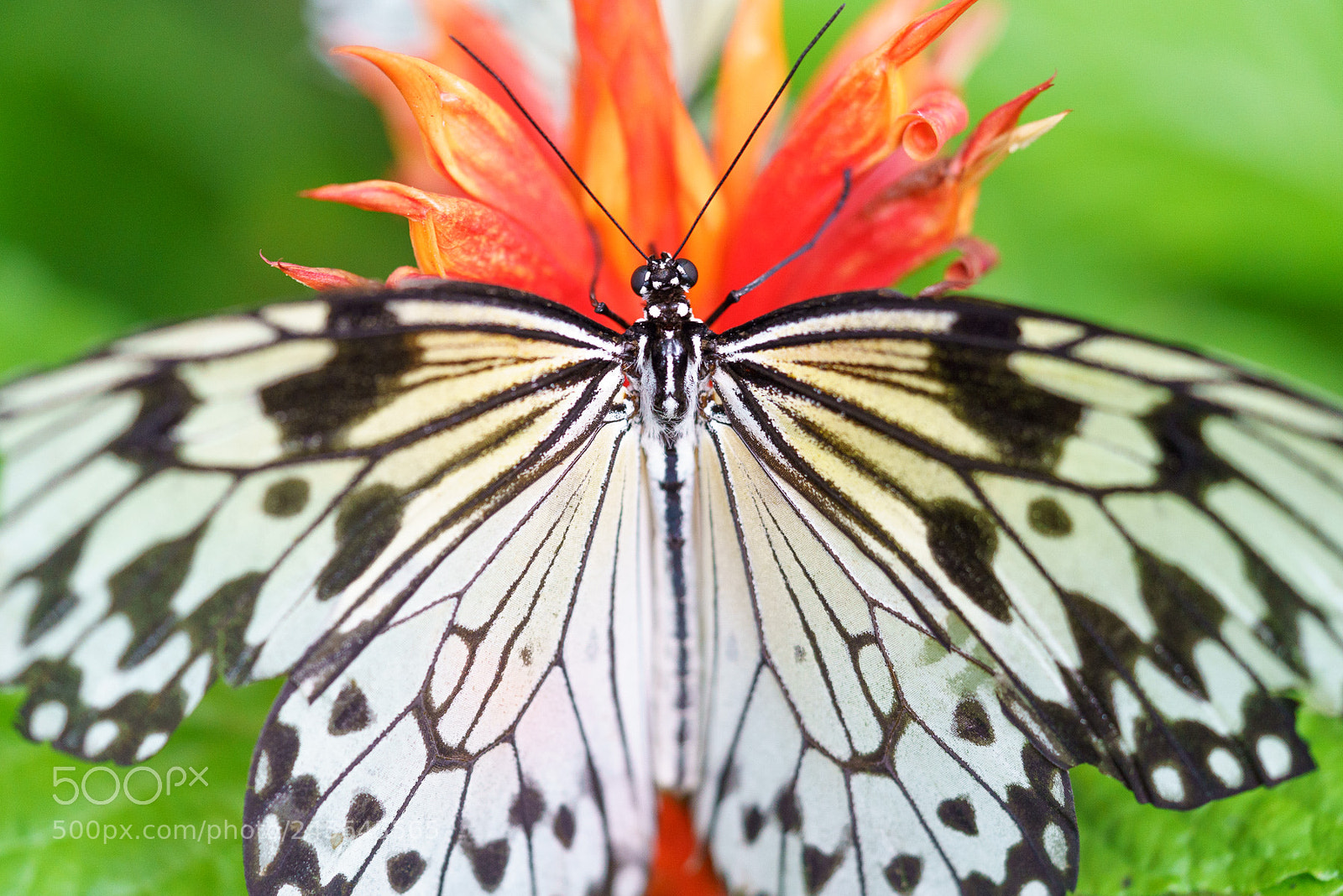 Sony a7R III sample photo. Spread your wings photography