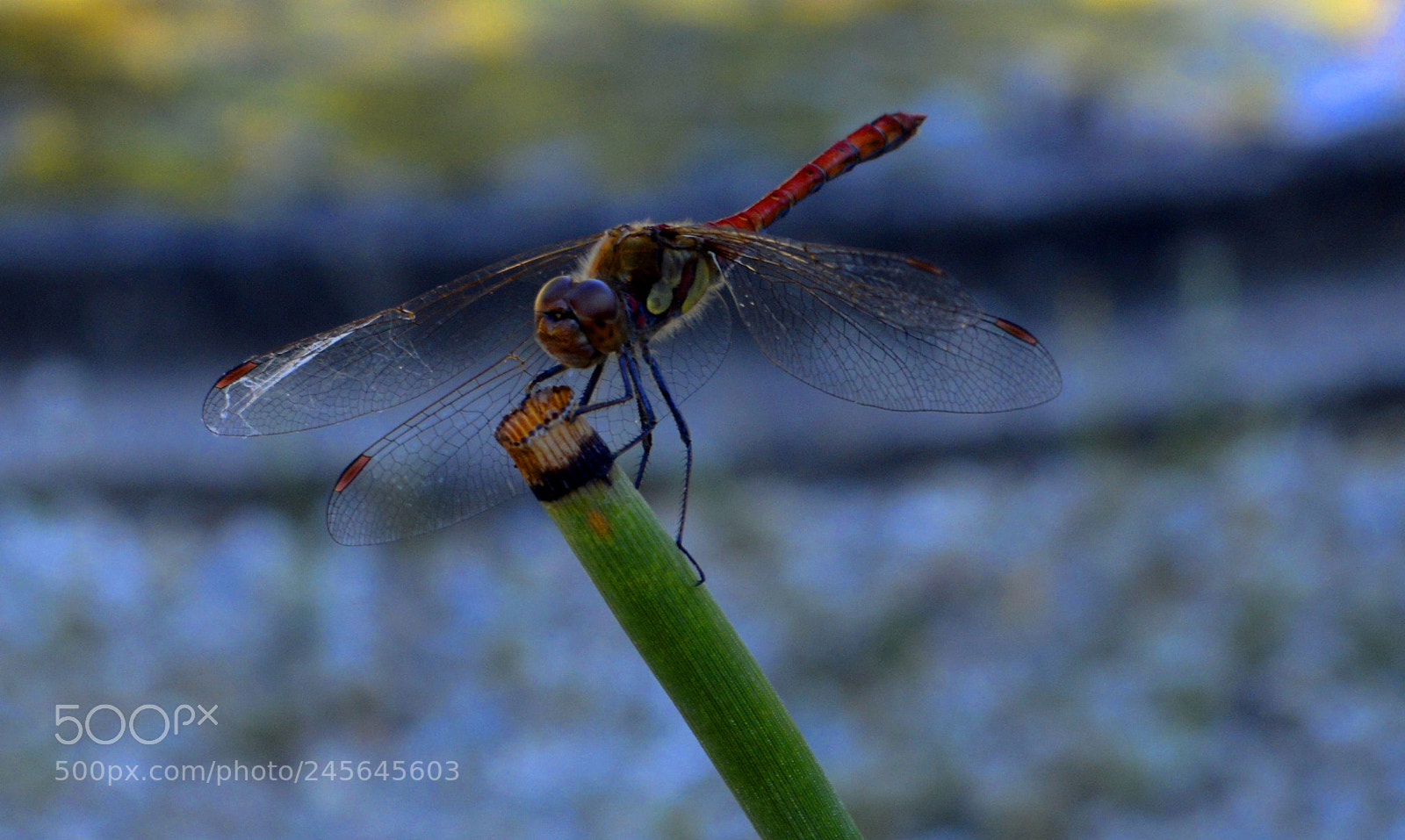 Nikon D3200 sample photo. Dragonfly photography