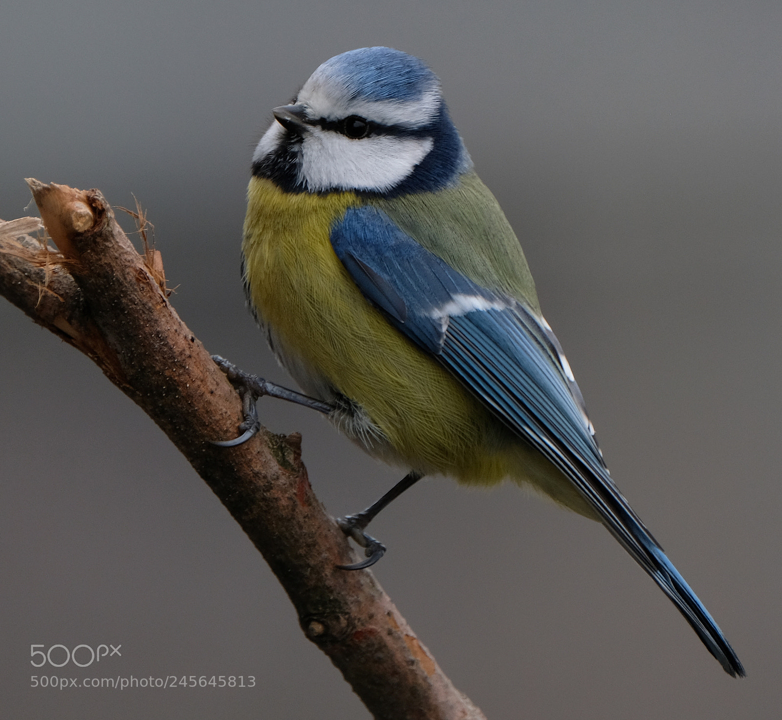 Fujifilm X-T2 sample photo. Bluetit on branche photography