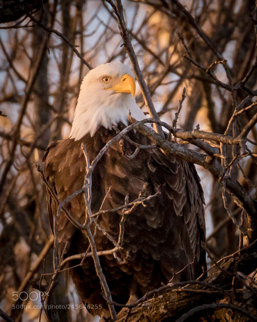 Canon EOS 7D Mark II sample photo. Eagle watch photography