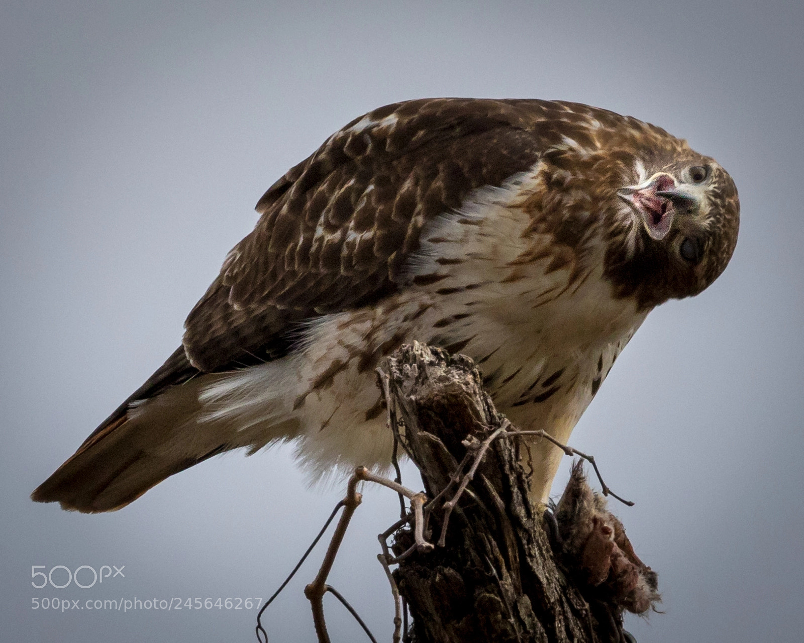 Canon EOS 7D Mark II sample photo. Hawk's lunch photography