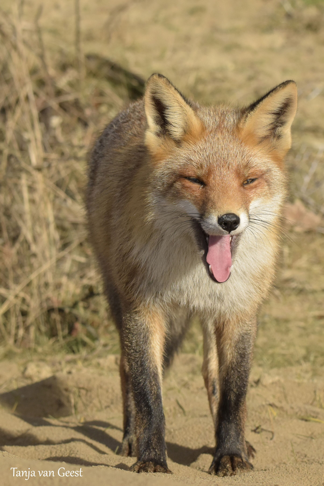 Nikon D5500 + Sigma 150-600mm F5-6.3 DG OS HSM | C sample photo. Sleepy fox photography