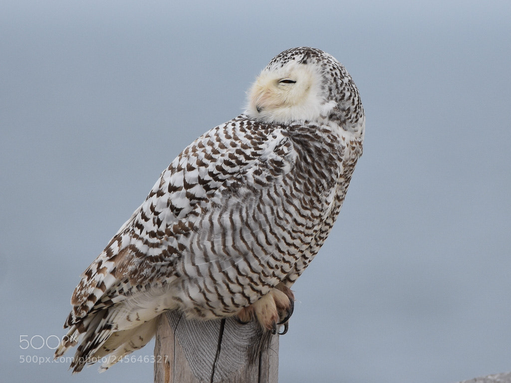 Nikon D3400 sample photo. Female snowy owl photography