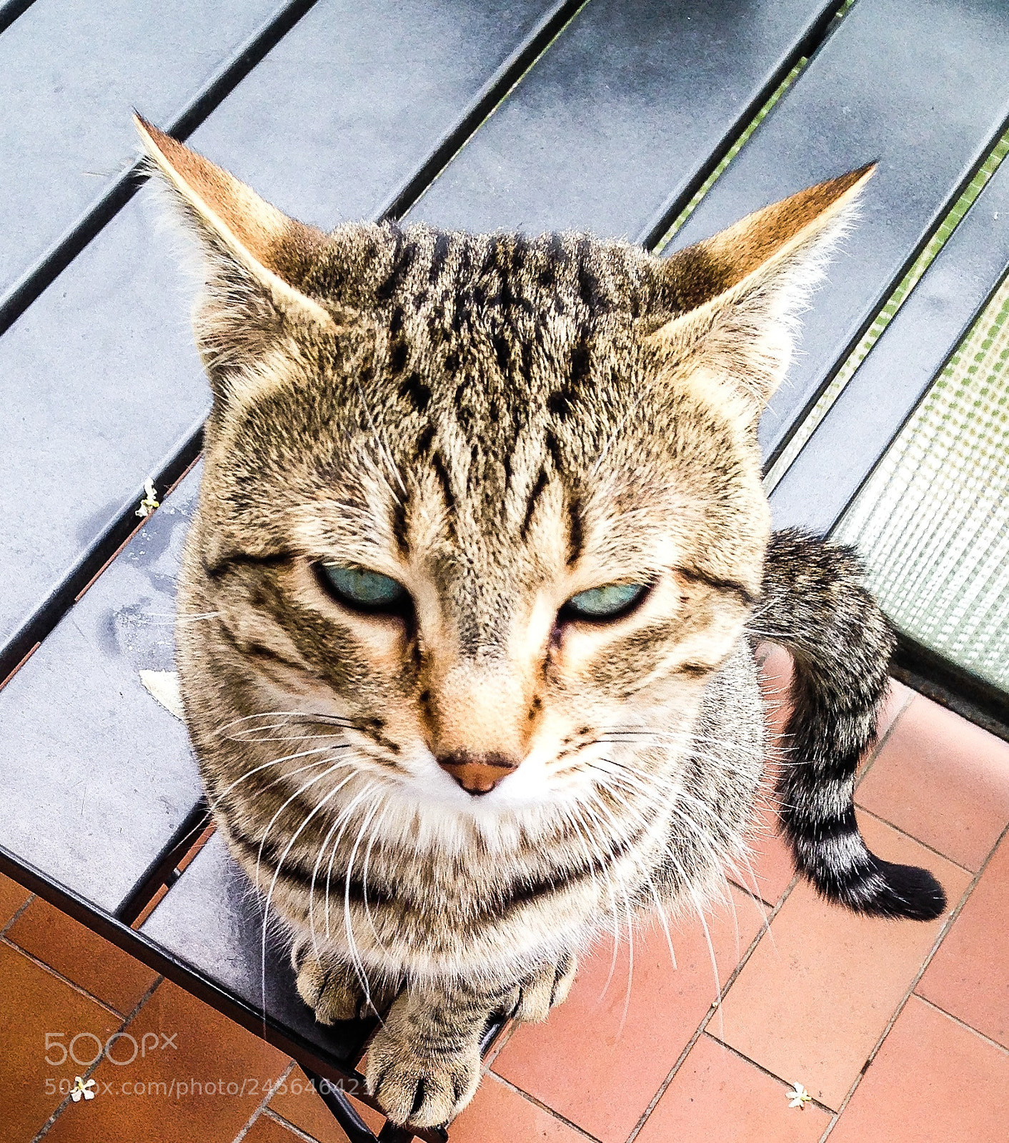 Apple iPhone 5c sample photo. My cat milano o photography