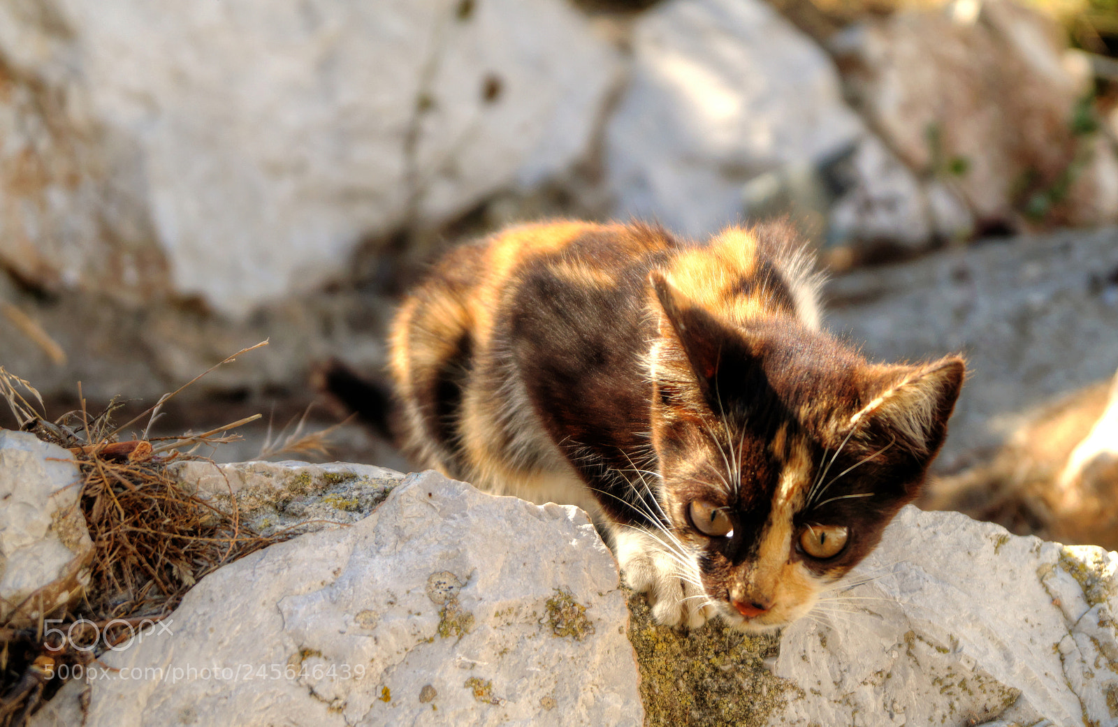 Sony SLT-A58 sample photo. Puppy cat photography