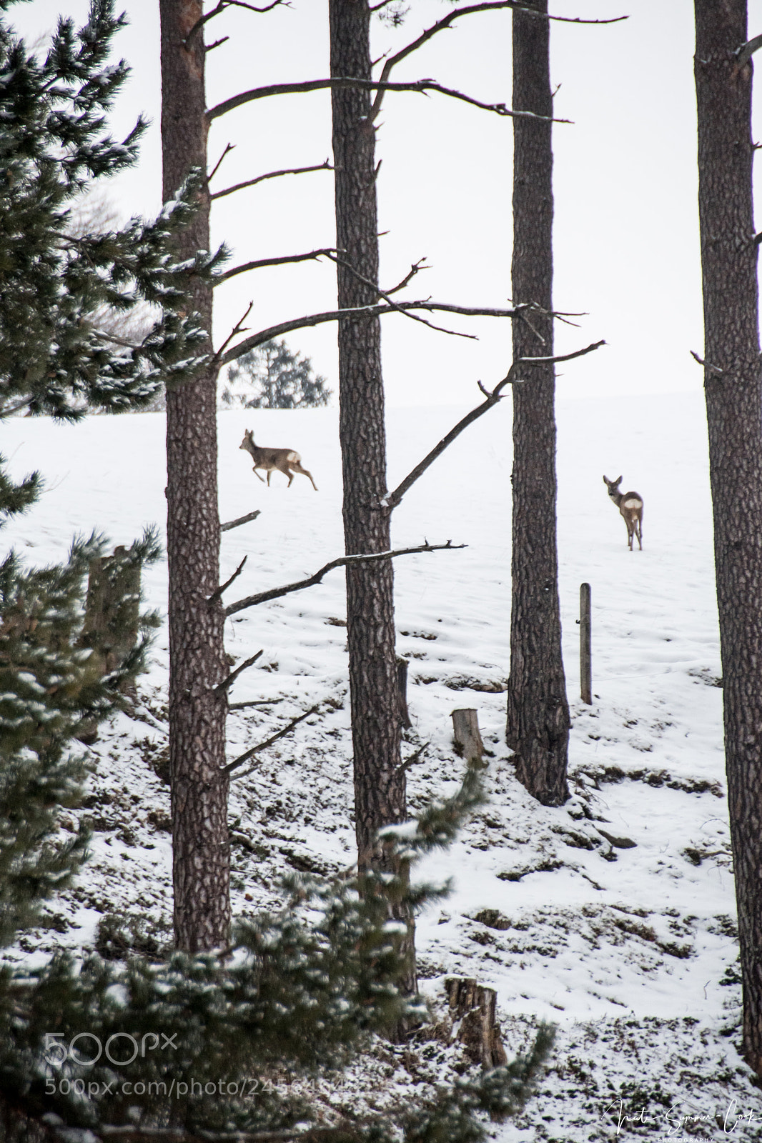 Nikon D500 sample photo. Graceful animals in winter photography