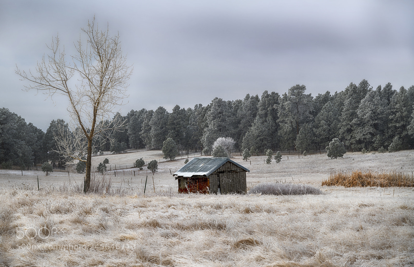Nikon D850 sample photo. Snow day photography