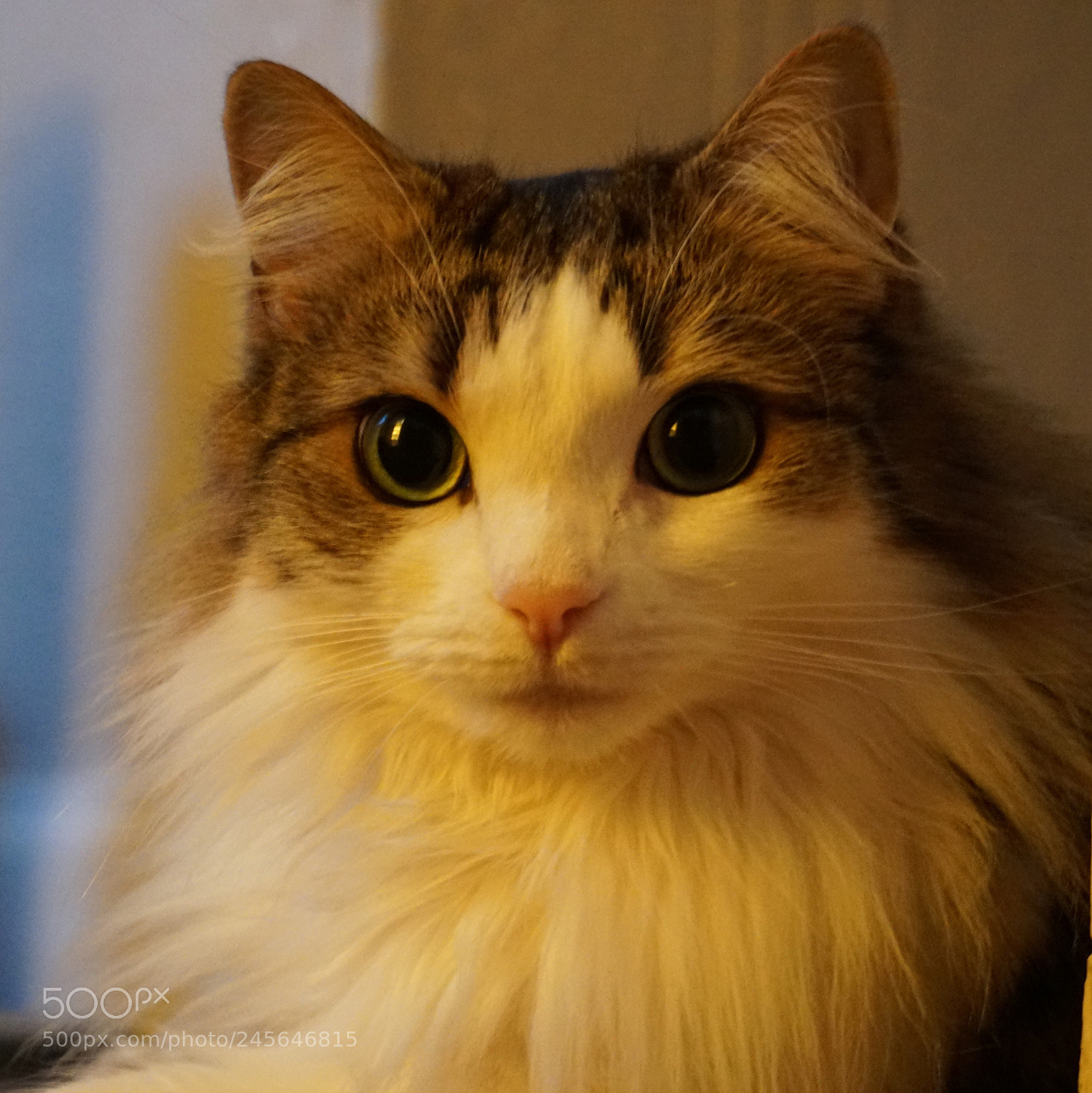 Sony a6300 sample photo. Lilly photography