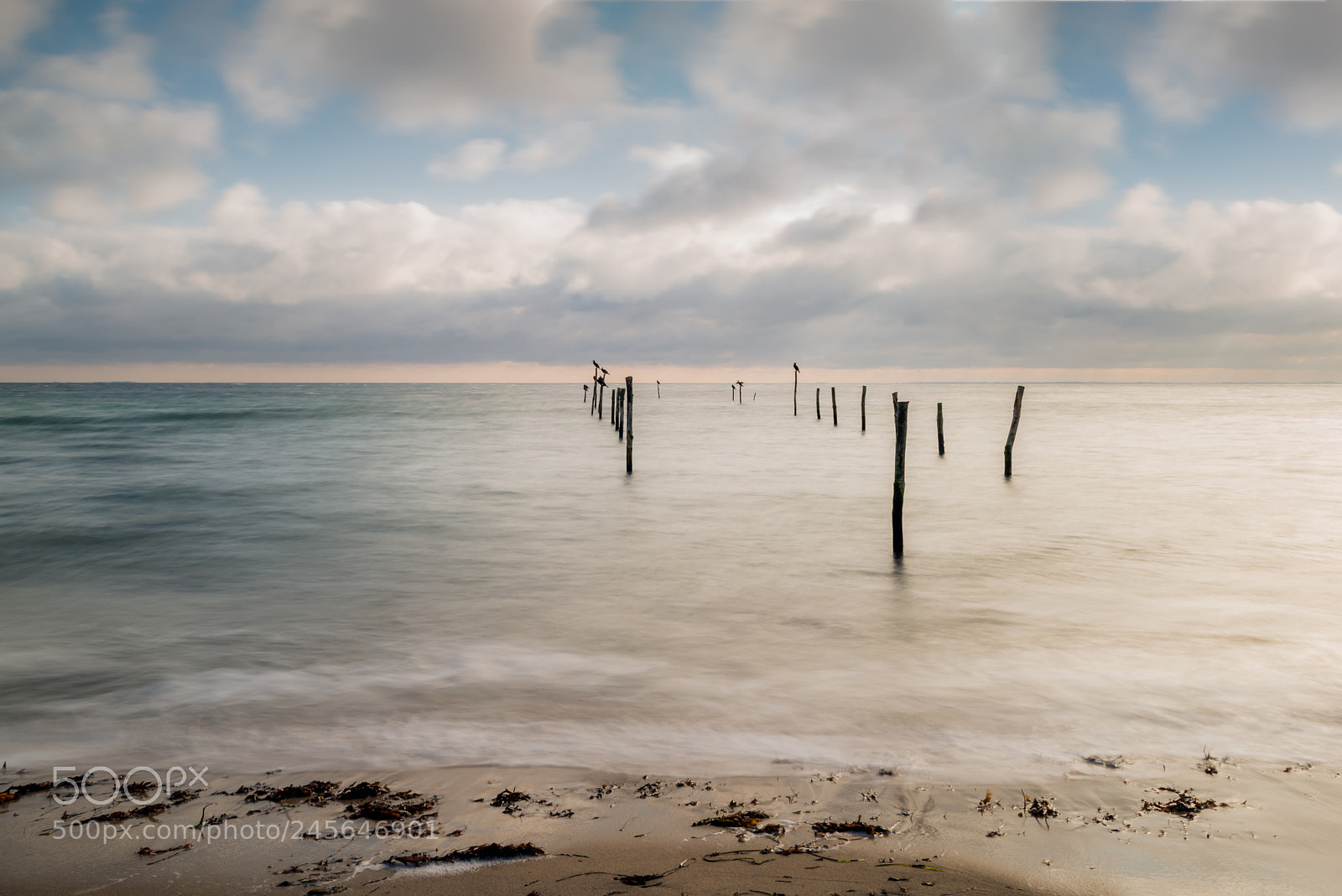 Nikon D800 sample photo. Birds rest photography