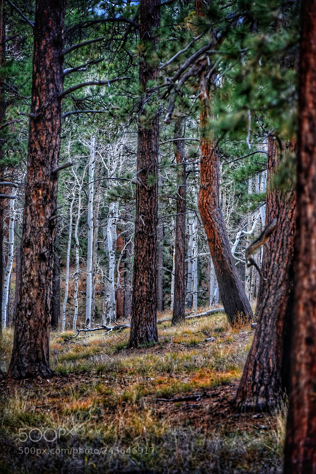 Nikon D810 sample photo. Deep in the woods photography