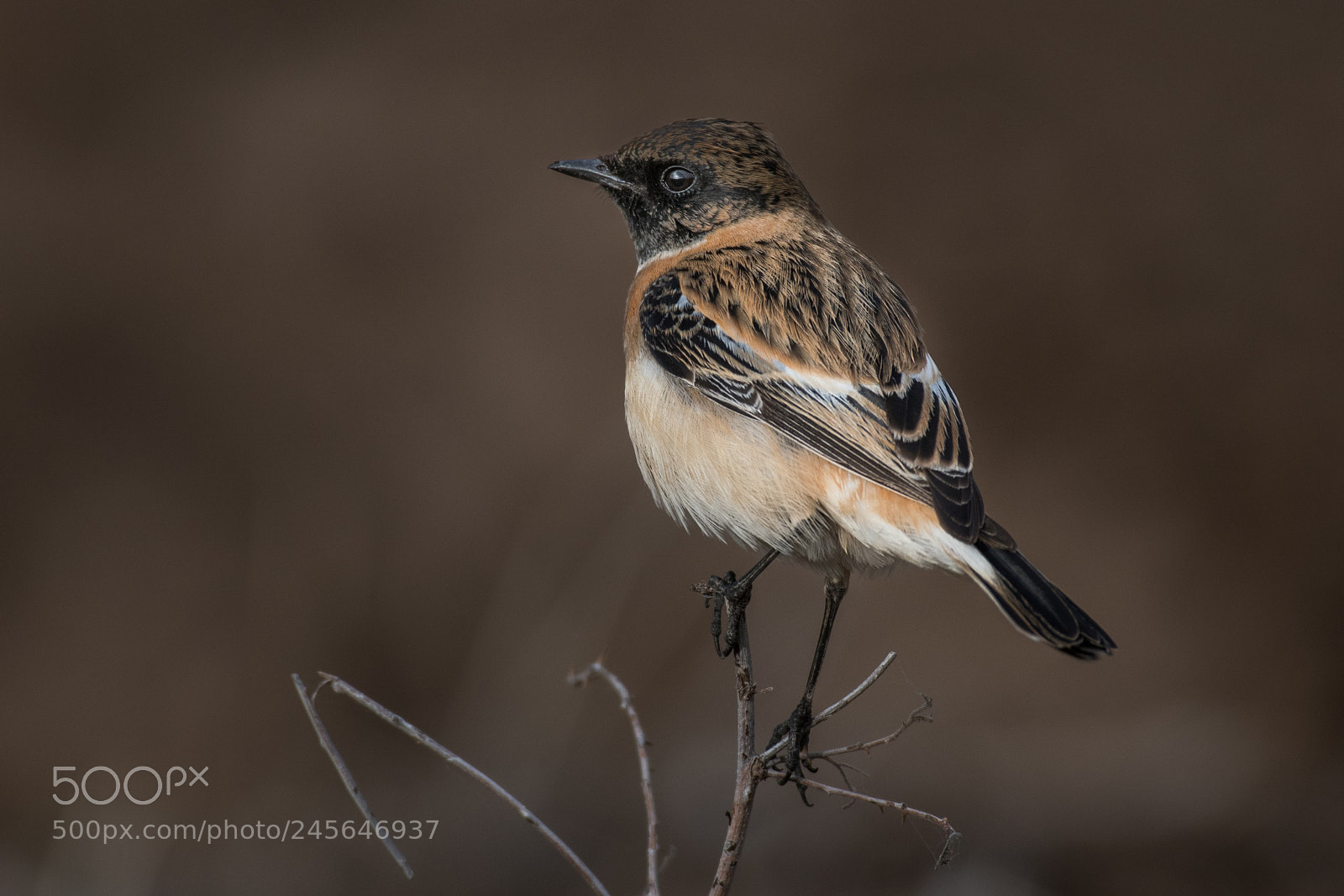 Nikon D500 sample photo. Stonechat photography