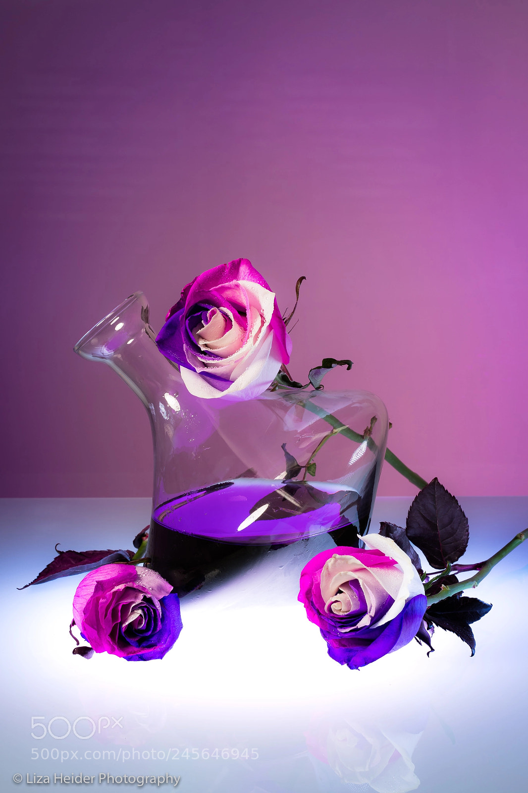 Nikon D850 sample photo. Pink purple roses from photography