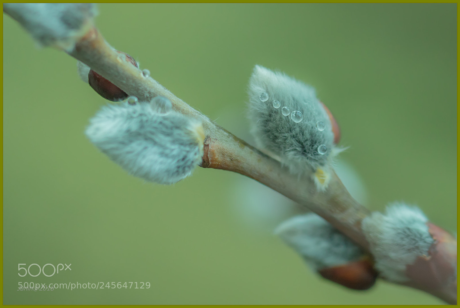 Canon EOS 77D (EOS 9000D / EOS 770D) sample photo. Fresh catkins photography