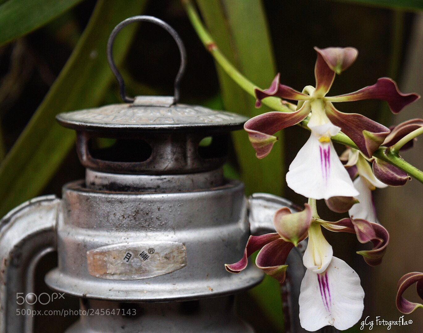 Nikon D5500 sample photo. Untitled photography