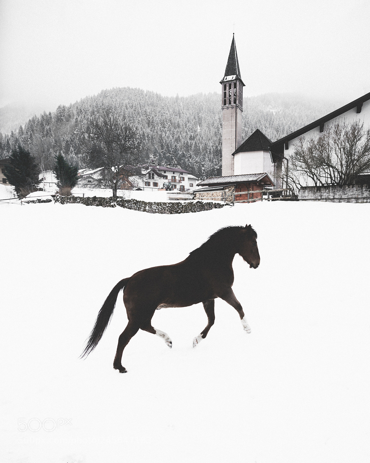 Sony a7R II sample photo. Black horse photography