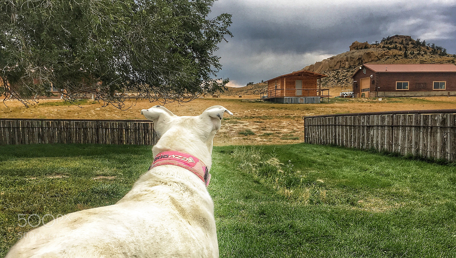 Apple iPhone 6s sample photo. Annie s world, cody photography