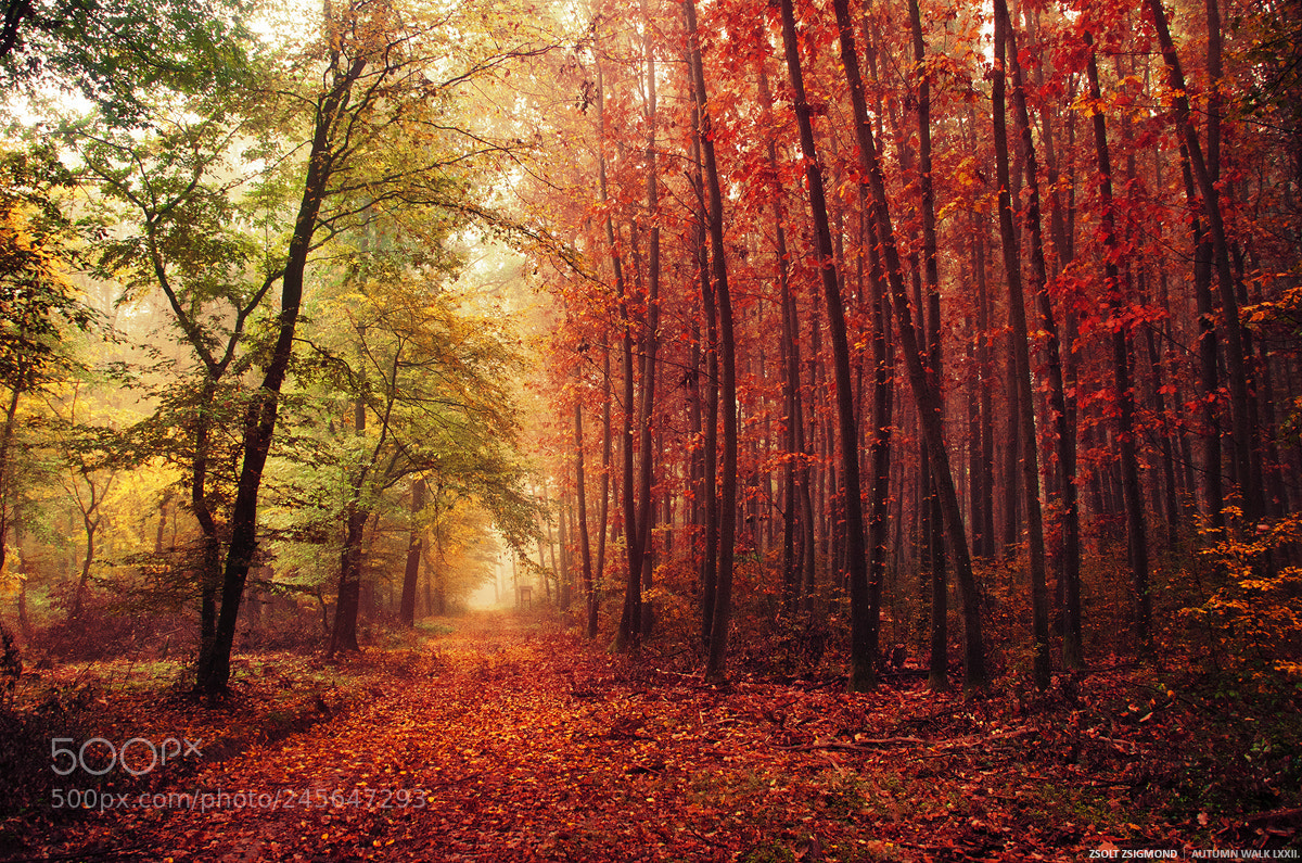 Nikon D5100 sample photo. Autumn walk lxxii. photography