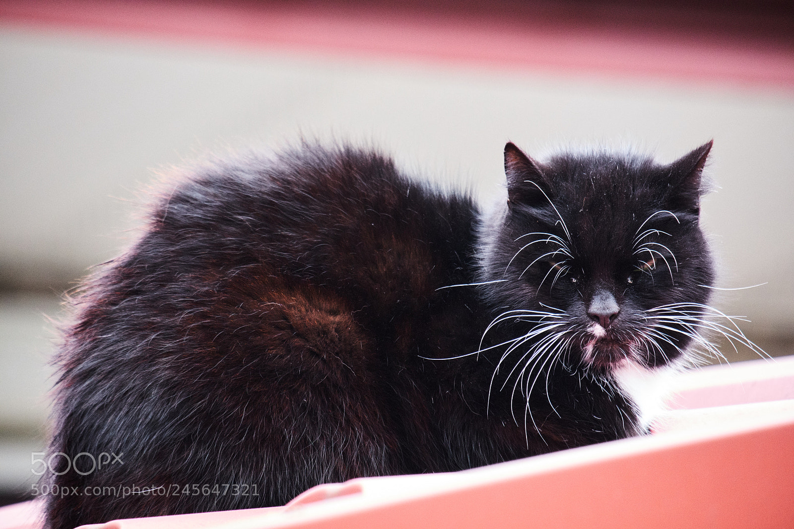Fujifilm X-T20 sample photo. Old cat photography