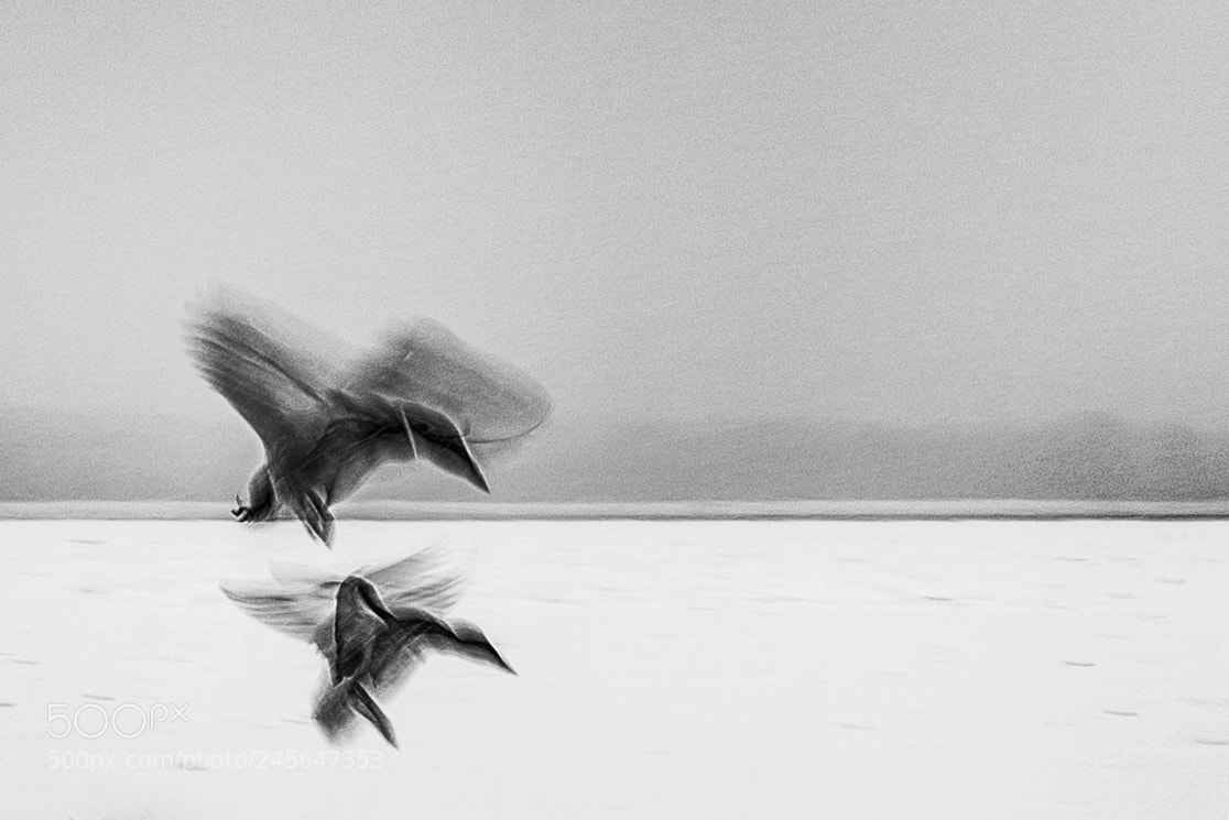 Nikon D810 sample photo. Ducks in flight photography