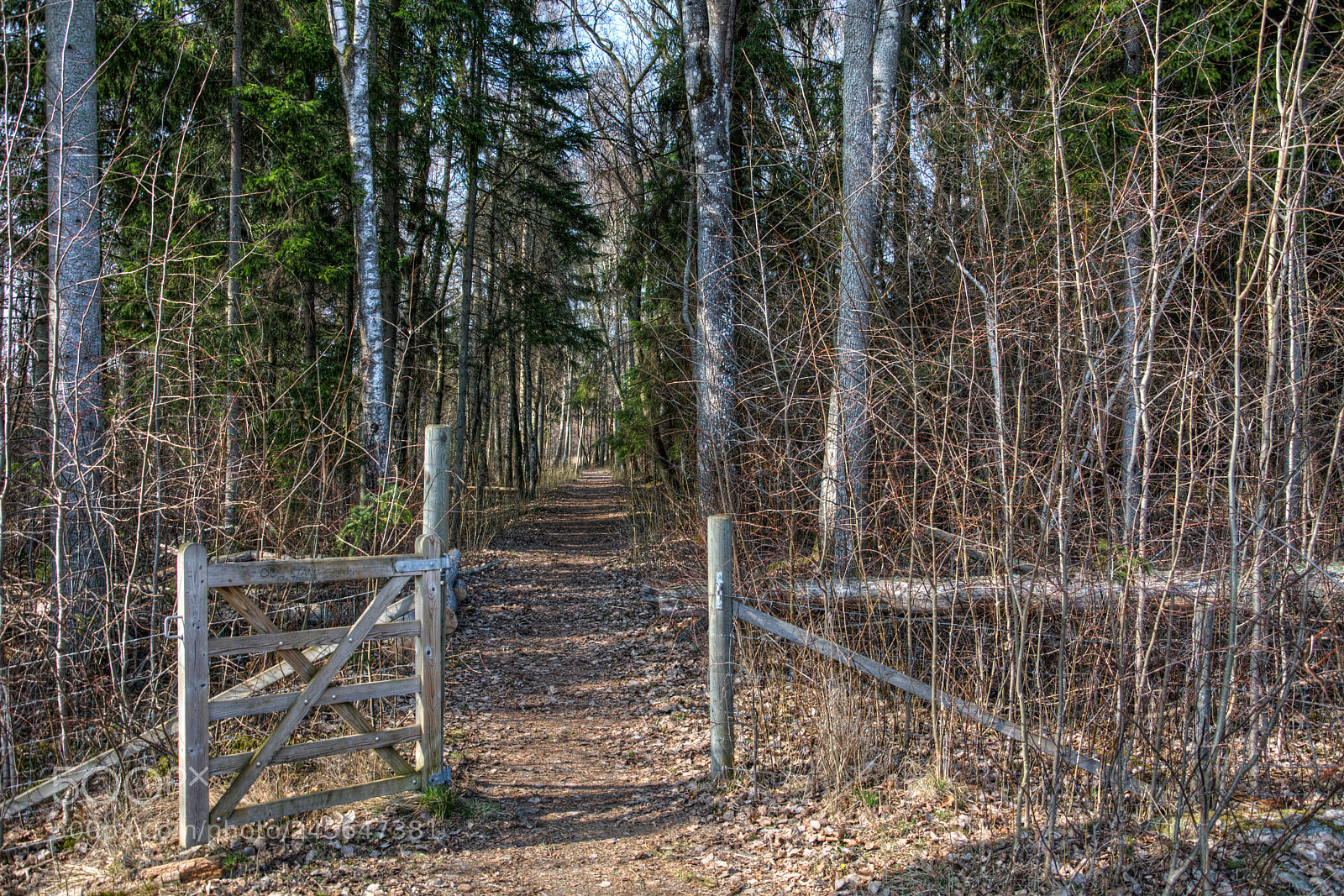 Nikon D7100 sample photo. Gate to the forrest photography