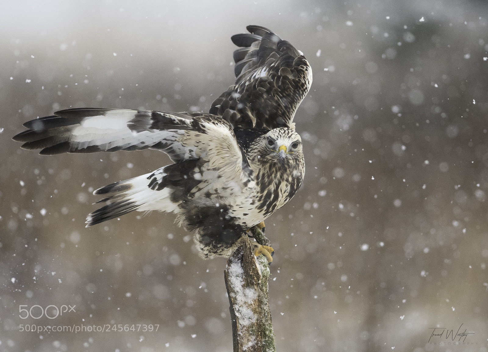 Nikon D500 sample photo. Rough-legged buzzard photography