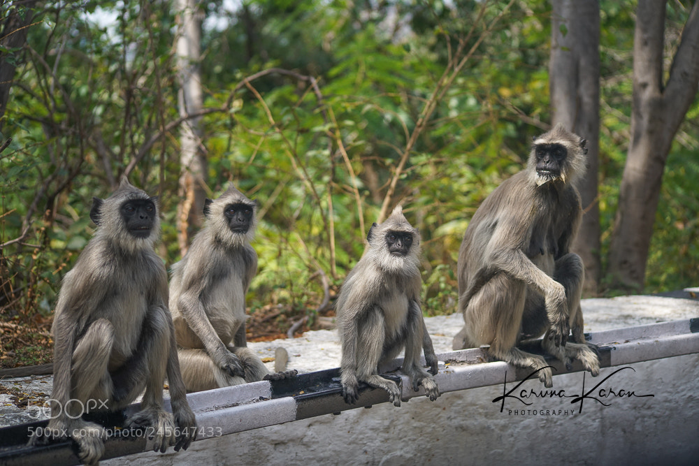 Sony a99 II sample photo. The indian langur monkey photography