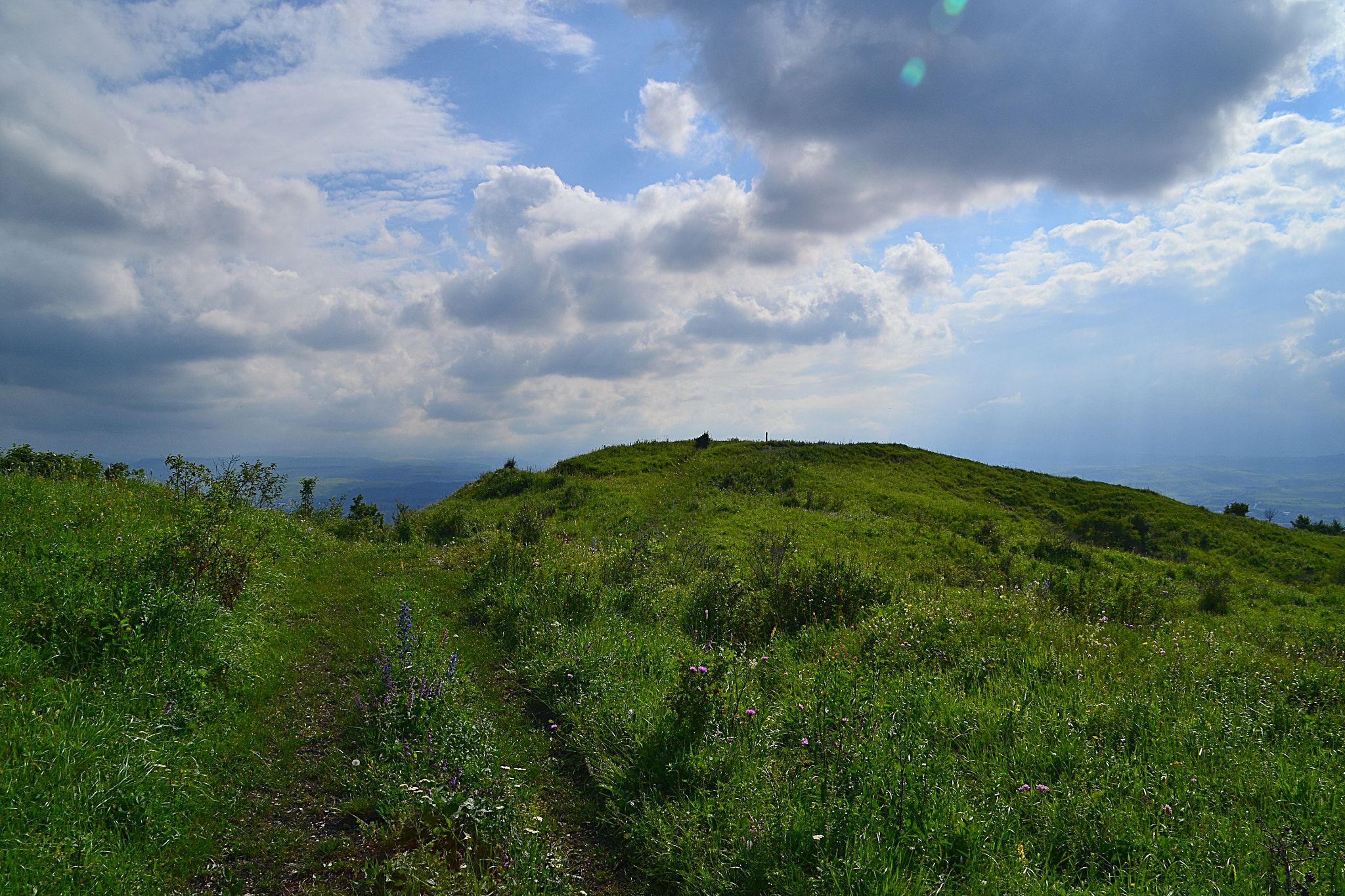 Nikon D3100 sample photo. Pass in the grass photography