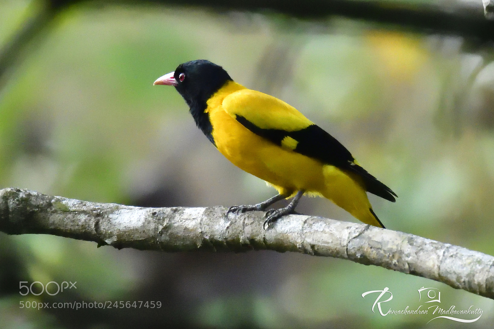 Nikon D500 sample photo. Black-hooded oriole photography