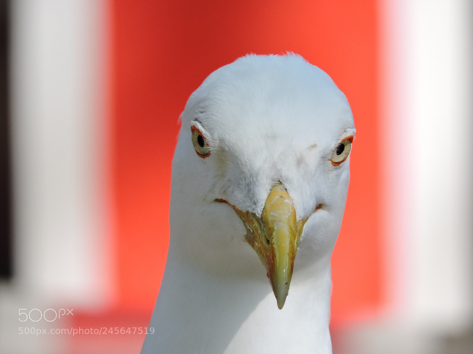 Nikon Coolpix P530 sample photo. Seagull photography
